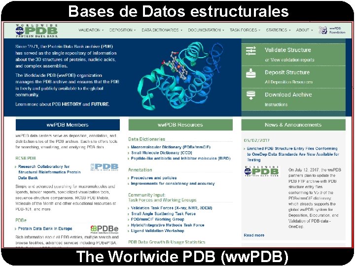 Bases de Datos estructurales The Worlwide PDB (ww. PDB) Bases de Datos estructurales The Worlwide PDB (ww. PDB)