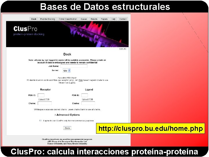 Bases de Datos estructurales http: //cluspro. bu. edu/home. php Clus. Pro: calcula interacciones proteína-proteína