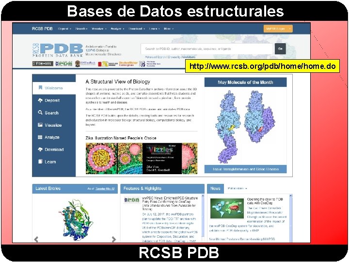 Bases de Datos estructurales http: //www. rcsb. org/pdb/home. do RCSB PDB 