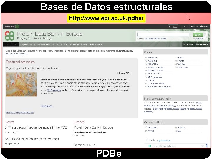 Bases de Datos estructurales http: //www. ebi. ac. uk/pdbe/ PDBe 