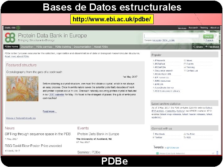 Bases de Datos estructurales http: //www. ebi. ac. uk/pdbe/ PDBe Bases de Datos estructurales http: //www. ebi. ac. uk/pdbe/ PDBe