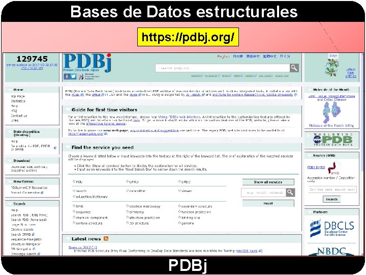 Bases de Datos estructurales https: //pdbj. org/ PDBj 