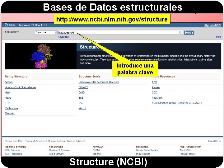 Bases de Datos estructurales http: //www. ncbi. nlm. nih. gov/structure Introduce una palabra clave