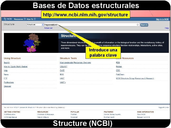 Bases de Datos estructurales http: //www. ncbi. nlm. nih. gov/structure Introduce una palabra clave Bases de Datos estructurales http: //www. ncbi. nlm. nih. gov/structure Introduce una palabra clave