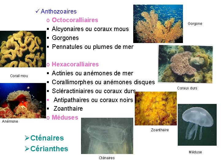 ü Anthozoaires o Octocoralliaires § Alcyonaires ou coraux mous § Gorgones § Pennatules ou