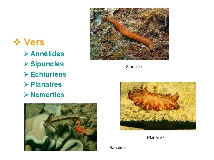 v Vers Ø Annélides Ø Sipuncles Ø Echiuriens Ø Planaires Ø Nemerties Sipuncle Planaires