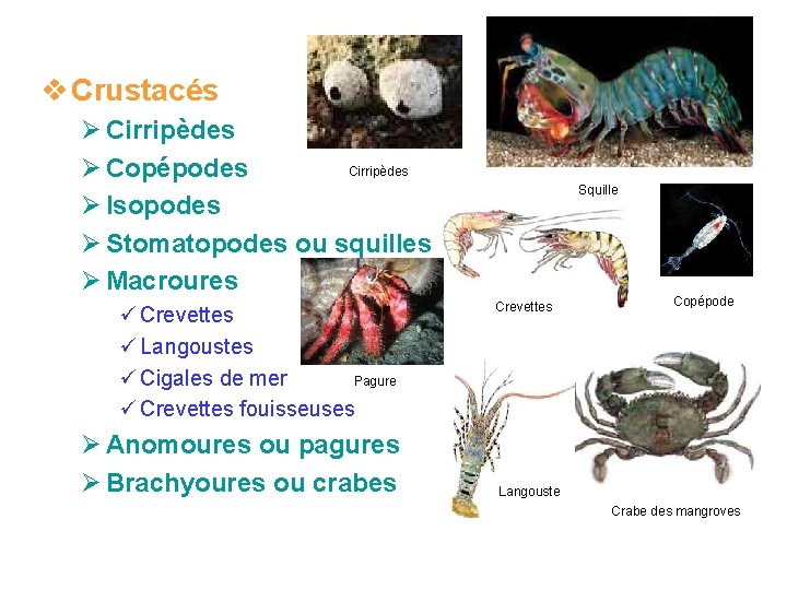 v Crustacés Ø Cirripèdes Ø Copépodes Ø Isopodes Ø Stomatopodes ou squilles Ø Macroures