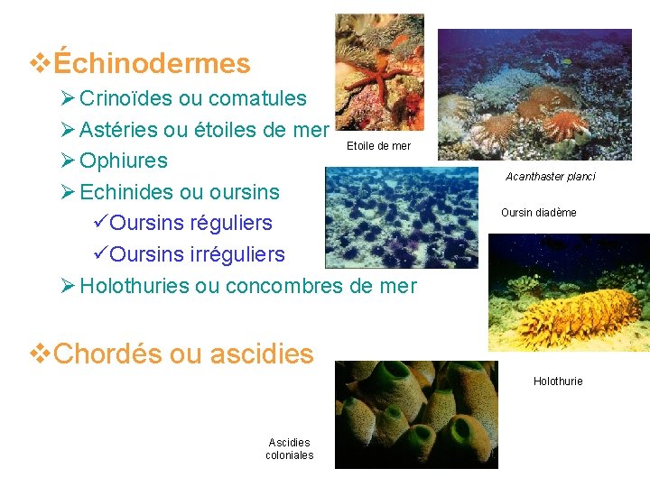 vÉchinodermes Ø Crinoïdes ou comatules Ø Astéries ou étoiles de mer Etoile de mer