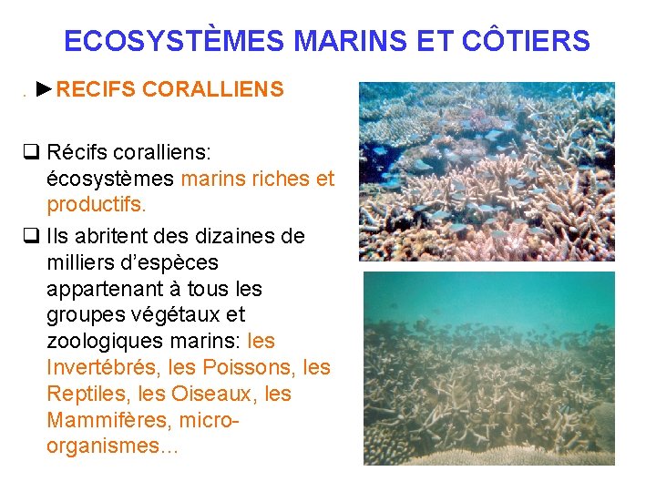 ECOSYSTÈMES MARINS ET CÔTIERS. ►RECIFS CORALLIENS q Récifs coralliens: écosystèmes marins riches et productifs.