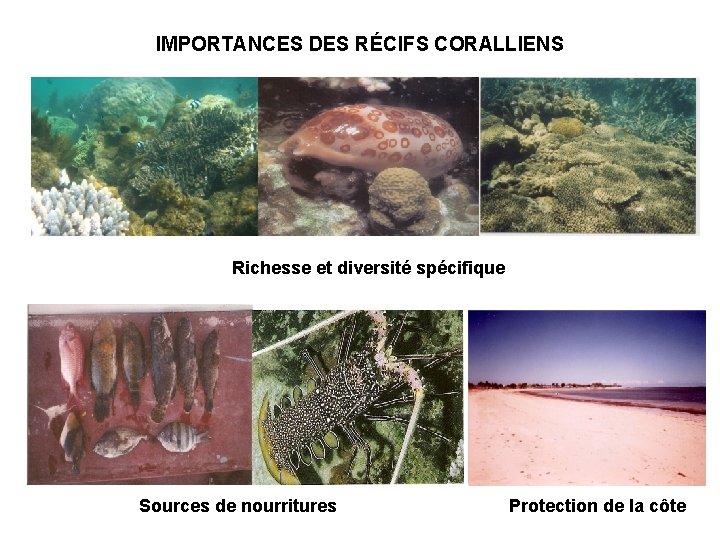 IMPORTANCES DES RÉCIFS CORALLIENS Richesse et diversité spécifique Sources de nourritures Protection de la