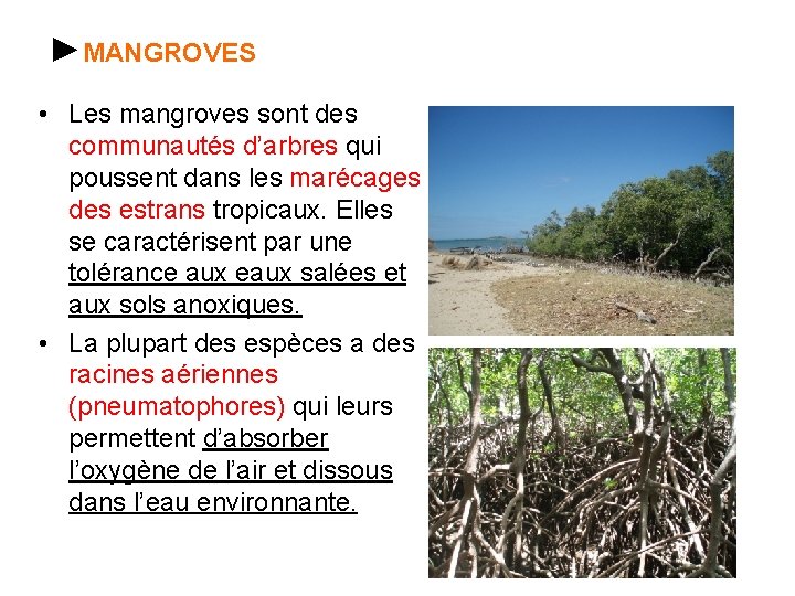 ►MANGROVES • Les mangroves sont des communautés d’arbres qui poussent dans les marécages des