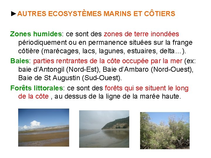 ►AUTRES ECOSYSTÈMES MARINS ET CÔTIERS Zones humides: ce sont des zones de terre inondées