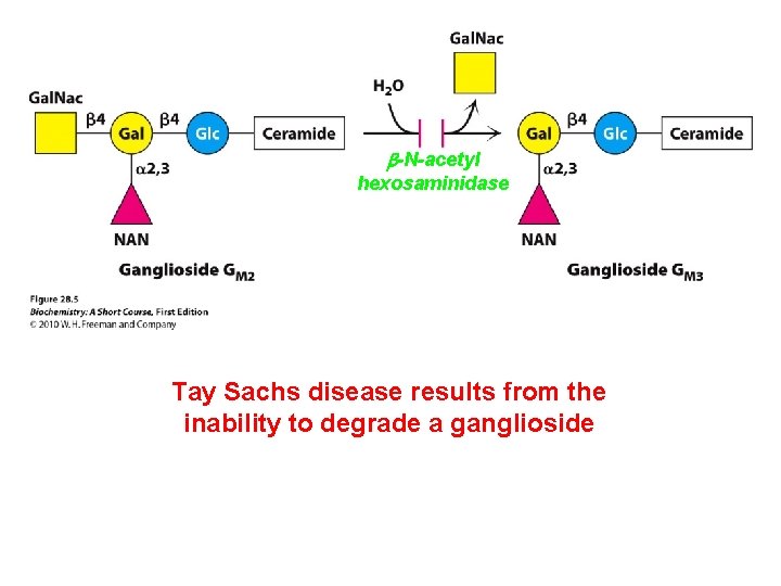 b-N-acetyl hexosaminidase Tay Sachs disease results from the inability to degrade a ganglioside  b-N-acetyl hexosaminidase Tay Sachs disease results from the inability to degrade a ganglioside