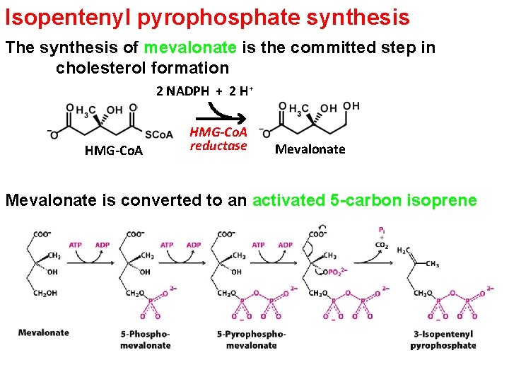 Isopentenyl pyrophosphate synthesis The synthesis of mevalonate is the committed step in cholesterol formation