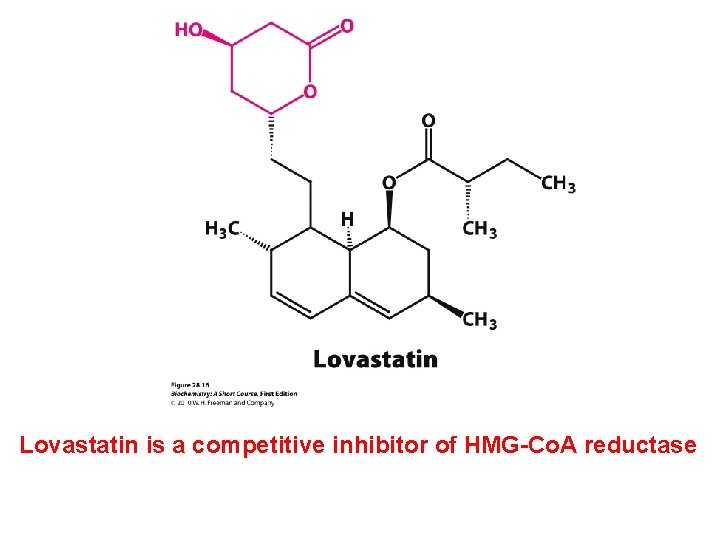 Lovastatin is a competitive inhibitor of HMG-Co. A reductase  Lovastatin is a competitive inhibitor of HMG-Co. A reductase