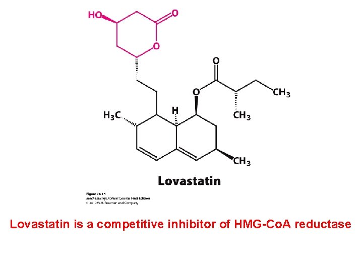 Lovastatin is a competitive inhibitor of HMG-Co. A reductase 