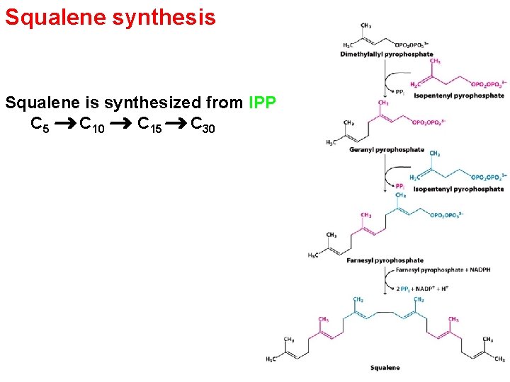 Squalene synthesis Squalene is synthesized from IPP C 5 C 10 C 15 C
