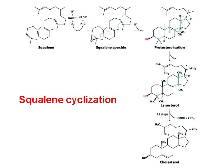 Squalene cyclization 