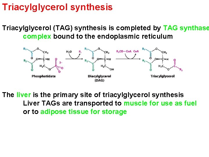 Triacylglycerol synthesis Triacylglycerol (TAG) synthesis is completed by TAG synthase complex bound to the