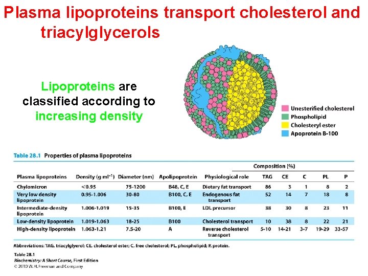 Plasma lipoproteins transport cholesterol and triacylglycerols Lipoproteins are classified according to increasing density 