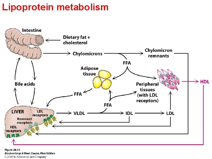 Lipoprotein metabolism  Lipoprotein metabolism