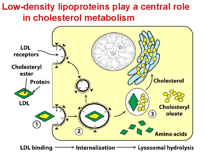 Low-density lipoproteins play a central role in cholesterol metabolism 