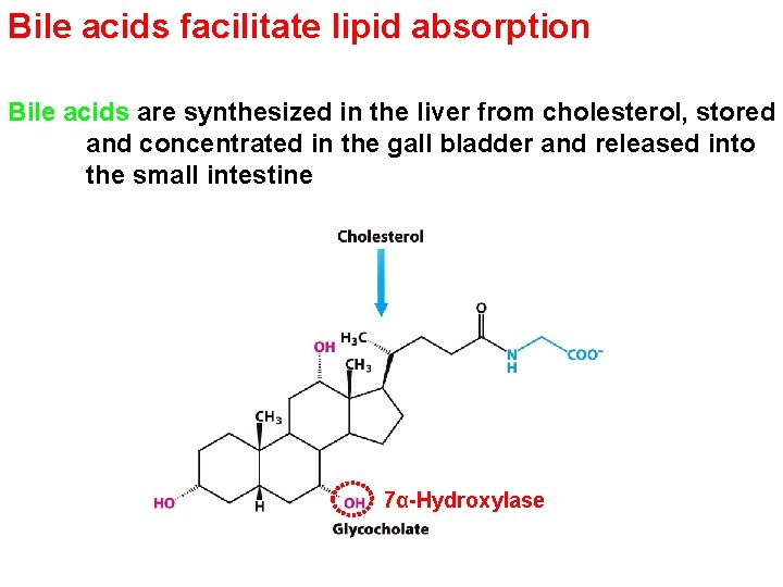 Bile acids facilitate lipid absorption Bile acids are synthesized in the liver from cholesterol,