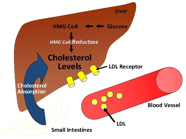 Liver HMG Co. A Glucose HMG Co. A Reductase Cholesterol Levels LDL Receptor Cholesterol Liver HMG Co. A Glucose HMG Co. A Reductase Cholesterol Levels LDL Receptor Cholesterol