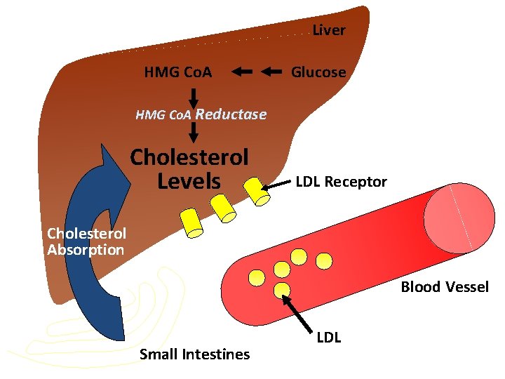 Liver HMG Co. A Glucose HMG Co. A Reductase Cholesterol Levels LDL Receptor Cholesterol
