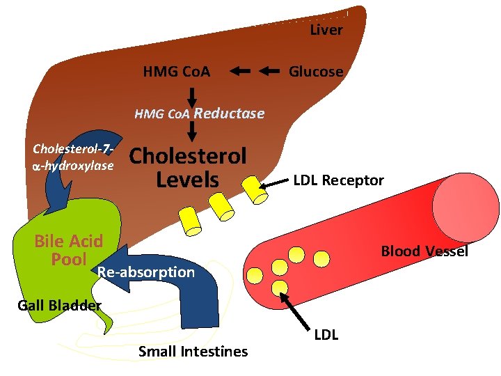 Liver HMG Co. A Glucose HMG Co. A Reductase Cholesterol-7 -hydroxylase Cholesterol Levels LDL Liver HMG Co. A Glucose HMG Co. A Reductase Cholesterol-7 -hydroxylase Cholesterol Levels LDL