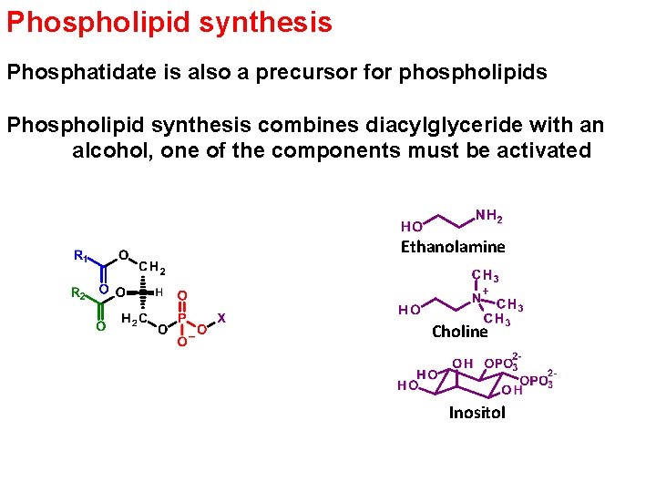 Phospholipid synthesis Phosphatidate is also a precursor for phospholipids Phospholipid synthesis combines diacylglyceride with