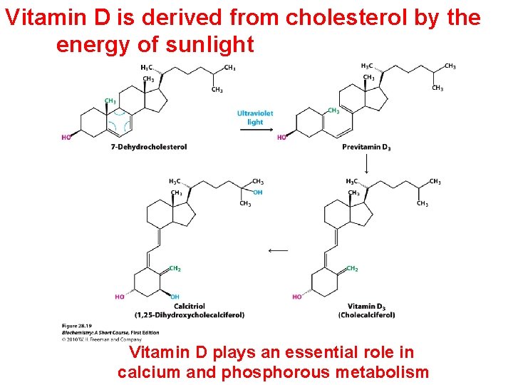 Vitamin D is derived from cholesterol by the energy of sunlight Vitamin D plays Vitamin D is derived from cholesterol by the energy of sunlight Vitamin D plays