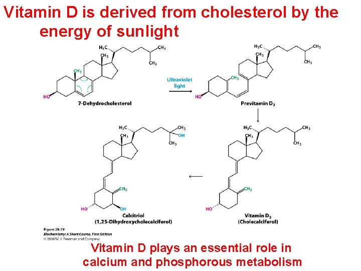Vitamin D is derived from cholesterol by the energy of sunlight Vitamin D plays