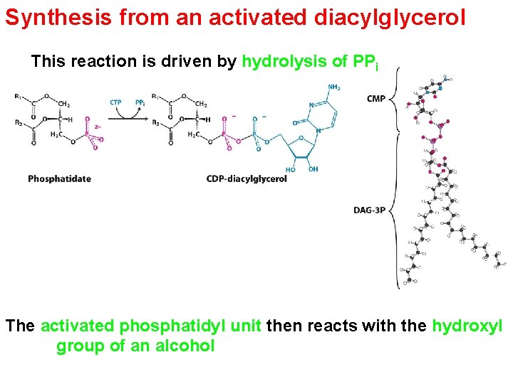 Synthesis from an activated diacylglycerol This reaction is driven by hydrolysis of PPi The