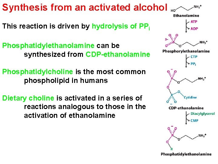 Synthesis from an activated alcohol This reaction is driven by hydrolysis of PPi Phosphatidylethanolamine Synthesis from an activated alcohol This reaction is driven by hydrolysis of PPi Phosphatidylethanolamine
