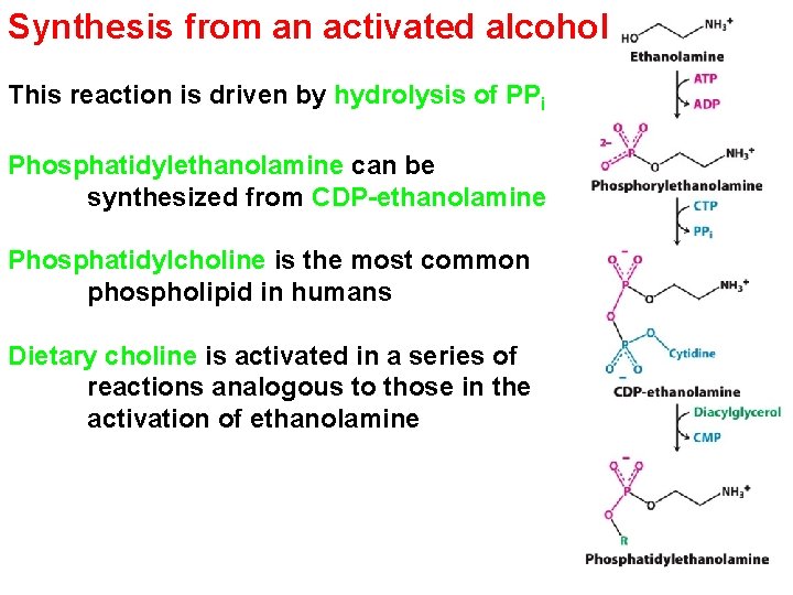 Synthesis from an activated alcohol This reaction is driven by hydrolysis of PPi Phosphatidylethanolamine