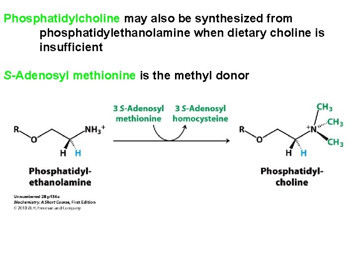 Phosphatidylcholine may also be synthesized from phosphatidylethanolamine when dietary choline is insufficient S-Adenosyl methionine Phosphatidylcholine may also be synthesized from phosphatidylethanolamine when dietary choline is insufficient S-Adenosyl methionine