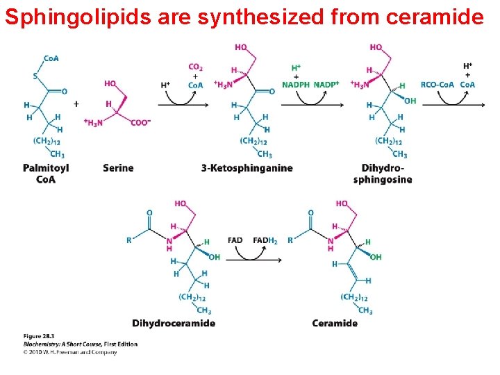 Sphingolipids are synthesized from ceramide  Sphingolipids are synthesized from ceramide