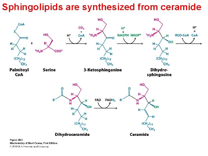 Sphingolipids are synthesized from ceramide 