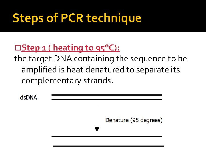 Steps of PCR technique �Step 1 ( heating to 95°C): the target DNA containing