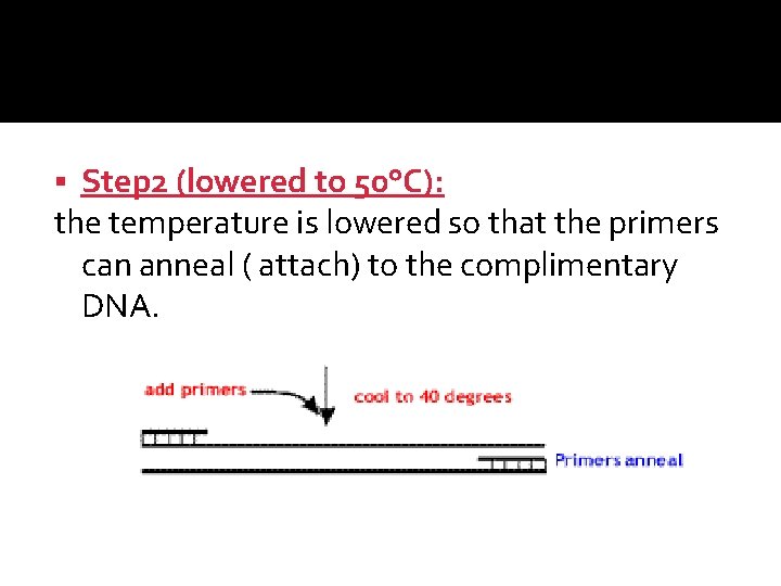 Step 2 (lowered to 50°C): the temperature is lowered so that the primers can