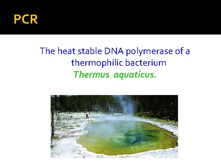 PCR The heat stable DNA polymerase of a thermophilic bacterium Thermus aquaticus. 