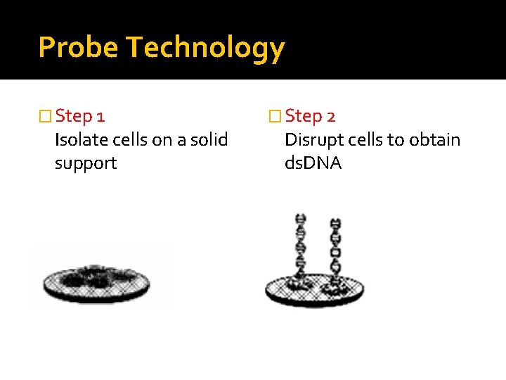 Probe Technology � Step 1 Isolate cells on a solid support � Step 2