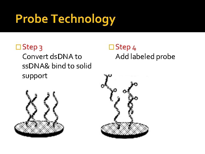Probe Technology � Step 3 Convert ds. DNA to ss. DNA& bind to solid