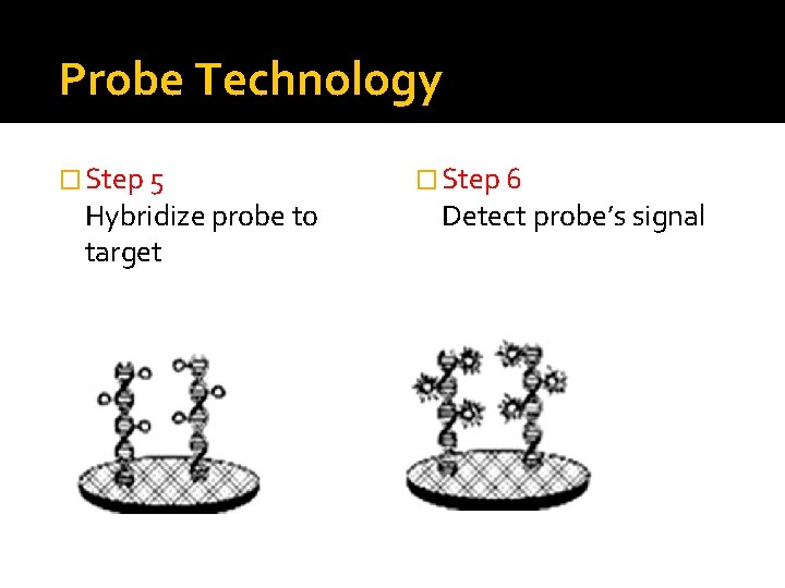 Probe Technology � Step 5 Hybridize probe to target � Step 6 Detect probe’s