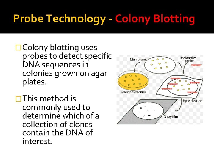 Probe Technology - Colony Blotting �Colony blotting uses probes to detect specific DNA sequences