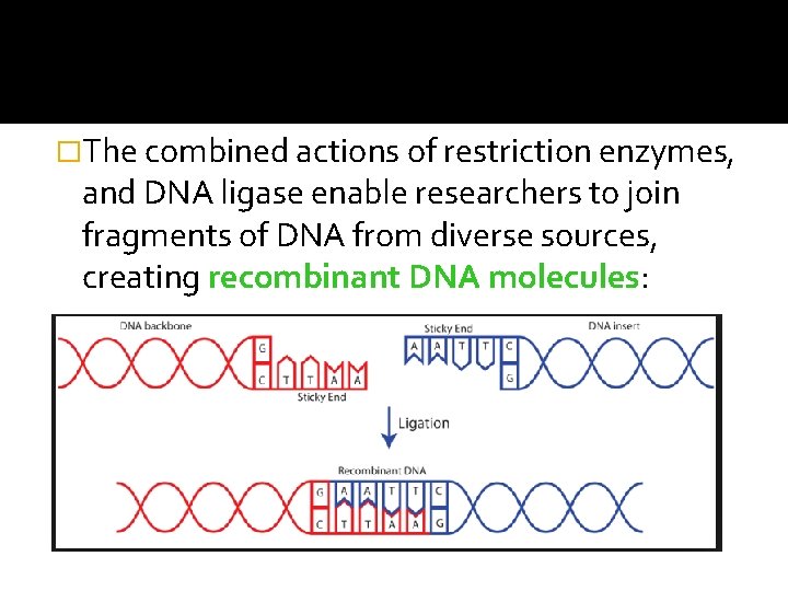 �The combined actions of restriction enzymes, and DNA ligase enable researchers to join fragments