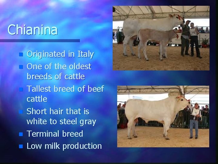 Chianina n n n Originated in Italy One of the oldest breeds of cattle