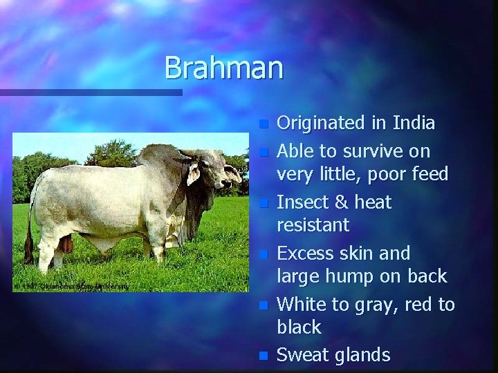 Brahman n n n Originated in India Able to survive on very little, poor