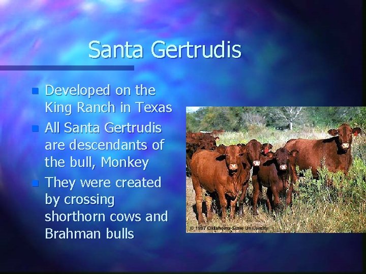 Santa Gertrudis n n n Developed on the King Ranch in Texas All Santa